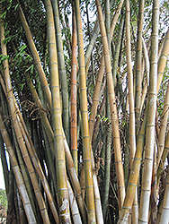 Giant Bamboo (Dendrocalamus giganteus) at Stonegate Gardens