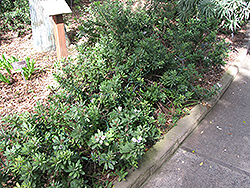Heart-leaved Globe Daisy (Globularia cordifolia) at Stonegate Gardens