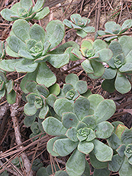 Pinwheel (Aeonium haworthii) at Stonegate Gardens