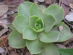 Noble Aeonium (Aeonium nobile) at Lakeshore Garden Centres