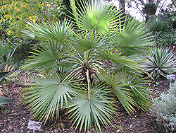 Sinaloa Hesper Palm (Brahea aculeata) at Stonegate Gardens