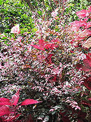 Red-leaved Snow Bush (Breynia disticha 'Roseopicta') at Stonegate Gardens