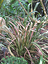 Jester New Zealand Flax (Phormium 'Jester') at Stonegate Gardens