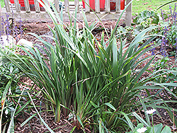 Tasman Flax Lily (Dianella tasmanica) at Stonegate Gardens