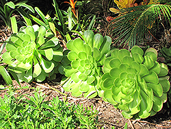 Salad Bowl Aeonium (Aeonium urbicum 'Salad Bowl') at Lakeshore Garden Centres