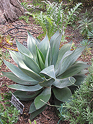 Blue Flame Agave (Agave 'Blue Flame') at Stonegate Gardens