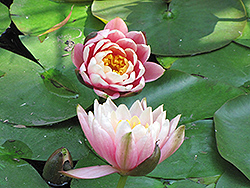 Pink Opal Hardy Water Lily (Nymphaea 'Pink Opal') at Lakeshore Garden Centres