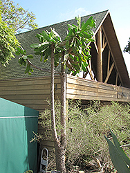 Road Kill Cactus (Opuntia rubescens) at Stonegate Gardens