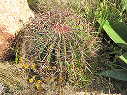Leconte's Barrel Cactus (Ferocactus cylindraceus var. lecontei) at Lakeshore Garden Centres