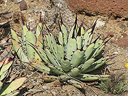 Black-spined Agave (Agave macroacantha) at Stonegate Gardens