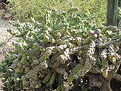 Tree Cholla Cactus (Cylindropuntia cholla) at Stonegate Gardens