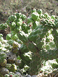 Cholla Cactus (Opuntia cholla) at Stonegate Gardens