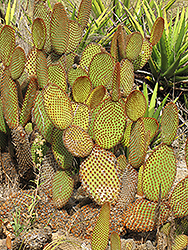 Cinnamon Cactus (Opuntia microdasys var. rufida) at Stonegate Gardens