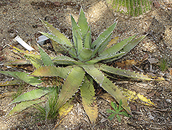 Saw Leaf Agave (Agave xylonacantha) at Stonegate Gardens