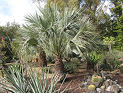 Blue Sonora Hesper Palm (Brahea armata var. clara) at Stonegate Gardens