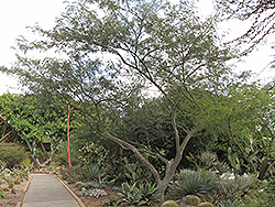 Mauto (Lysiloma divaricatum) at Stonegate Gardens