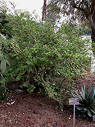 Guayacan (Guaiacum coulteri) at Stonegate Gardens