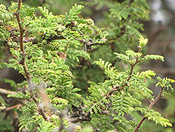 Sweet Acacia (Acacia farnesiana) at Stonegate Gardens
