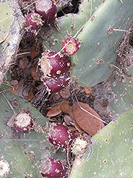 Lindheim's Prickly Pear Cactus (Opuntia lindheimeri) at Stonegate Gardens