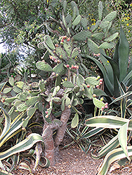 Lindheim's Prickly Pear Cactus (Opuntia lindheimeri) at Stonegate Gardens