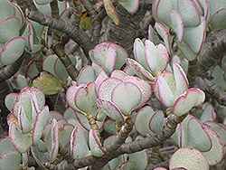 Silver Dollar Plant (Crassula arborescens) at Stonegate Gardens