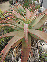 Spiny Aloe (Aloe africana) at Stonegate Gardens