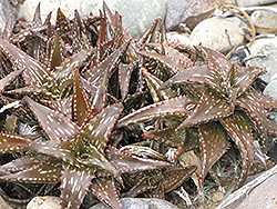 Jucunda Aloe (Aloe jucunda) at Stonegate Gardens