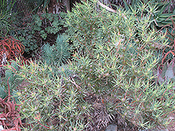 Galpin's Conebush (Leucadendron galpinii) at Stonegate Gardens