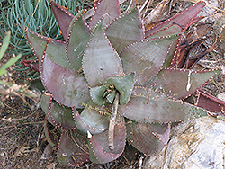 Compton's Aloe (Aloe comptonii) at Stonegate Gardens