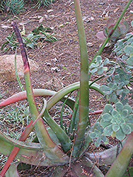 Hidden Foot Aloe (Aloe cryptopoda) at Stonegate Gardens