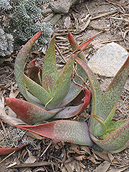 Elias Buhr's Aloe (Aloe buhrii) at Stonegate Gardens