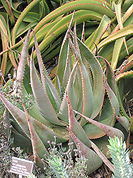 Aloe (Aloe globuligemma) at Stonegate Gardens