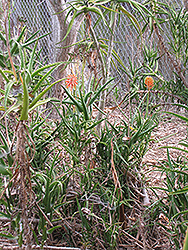 Kenyan Aloe (Aloe kedongensis) at Stonegate Gardens