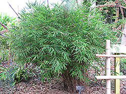 Blue Stemmed Bamboo (Himalayacalamus hookerianus) at Stonegate Gardens