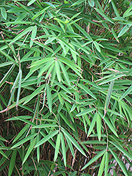 Blue Stemmed Bamboo (Himalayacalamus hookerianus) at Stonegate Gardens