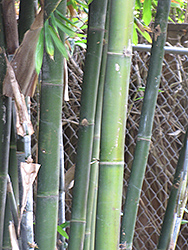 Giant Timber Bamboo (Bambusa oldhamii) at Stonegate Gardens