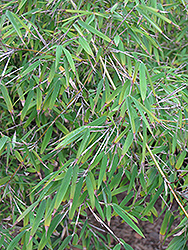 Narrow-Leaved Clumping Bamboo (Borinda angustissima) at Stonegate Gardens