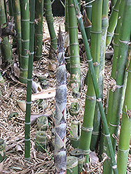Narrow-Leaved Clumping Bamboo (Borinda angustissima) at Stonegate Gardens