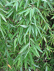 Naked Clumping Bamboo (Fargesia denudata) at Stonegate Gardens