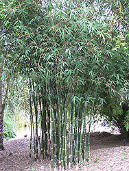 Striata Bengal Bamboo (Bambusa tulda 'Striata') at Stonegate Gardens