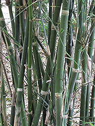 Burma Bamboo (Bambusa burmanica) at Stonegate Gardens
