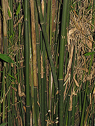 Silverstripe Bamboo (Bambusa dolichomerithalla 'Silverstripe') at Stonegate Gardens