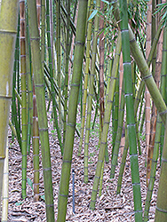 Chinese Timber Bamboo (Phyllostachys vivax) at Stonegate Gardens