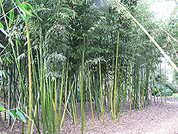 Chinese Timber Bamboo (Phyllostachys vivax) at Stonegate Gardens