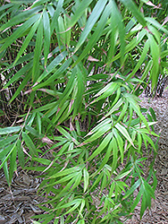 Khasia Bamboo (Drepanostachyum khasianum) at Stonegate Gardens