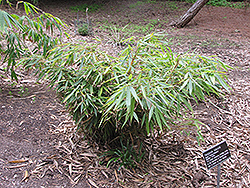 Clump Bamboo (Fargesia robusta) at Stonegate Gardens