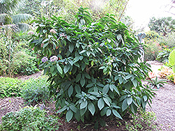 Evergreen Hydrangea (Dichroa versicolor) at Stonegate Gardens