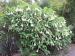 White Angel's Trumpet (Brugmansia x candida) at Stonegate Gardens