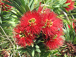 Little John Dwarf Bottlebrush (Callistemon citrinus 'Little John') at Lakeshore Garden Centres