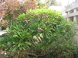 Red Frangipani (Plumeria rubra) at Stonegate Gardens